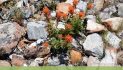 Guided Nature Walk: Arnold Rim Trail Natural History.  Dogs are Welcome!