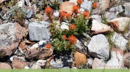 Guided Nature Walk: Arnold Rim Trail Natural History.  Dogs are Welcome!