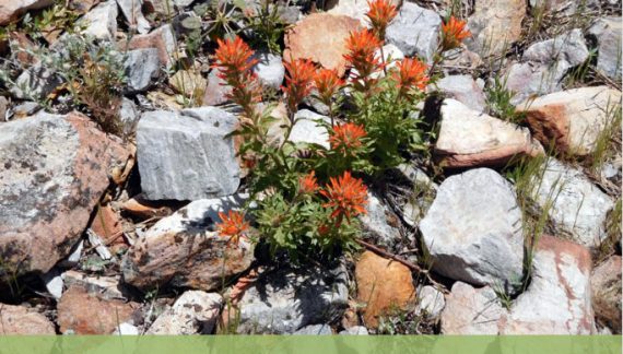 Guided Nature Walk: Arnold Rim Trail Natural History.  Dogs are Welcome!