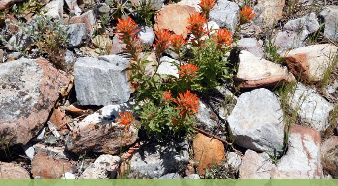 Guided Nature Walk: Arnold Rim Trail Natural History.  Dogs are Welcome!