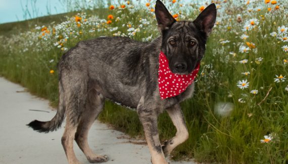 You Need Astrid in Your Life!  Adopt Her Today!