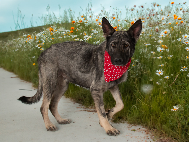 You Need Astrid in Your Life!  Adopt Her Today!