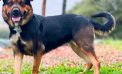 Help Bailey So She Can Rehab!  She will Rehab Your Heart as Well!