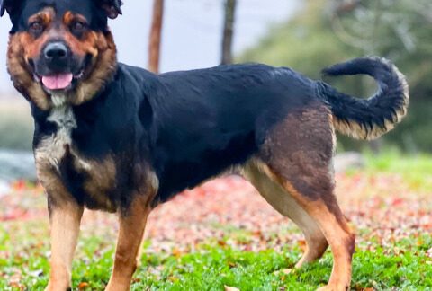 Help Bailey So She Can Rehab!  She will Rehab Your Heart as Well!
