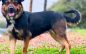 Help Bailey So She Can Rehab!  She will Rehab Your Heart as Well!