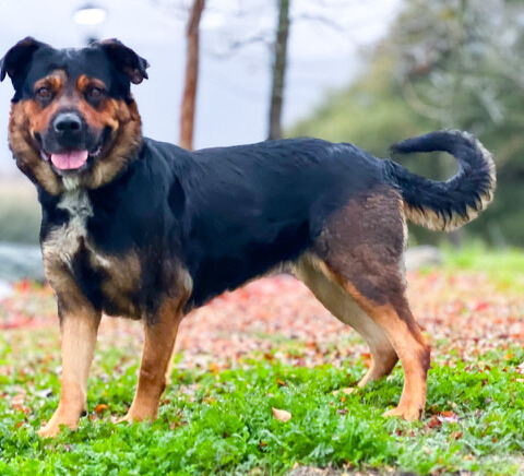 Help Bailey So She Can Rehab!  She will Rehab Your Heart as Well!
