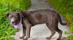 Let a Lettie bit of Love in Your Life!