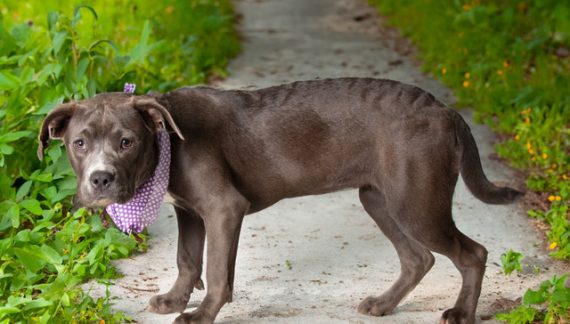 Let a Lettie bit of Love in Your Life!