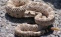 Dignity Health Warns Residents of Increased Rattlesnake Bite Risks During Outdoor Activities