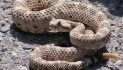 Dignity Health Warns Residents of Increased Rattlesnake Bite Risks During Outdoor Activities