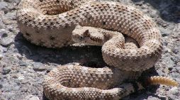 Dignity Health Warns Residents of Increased Rattlesnake Bite Risks During Outdoor Activities