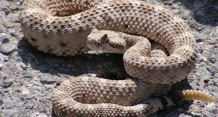 Dignity Health Warns Residents of Increased Rattlesnake Bite Risks During Outdoor Activities