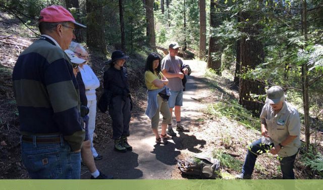 Arnold Rim Trail Guided Nature Walk: Get to Know Your Conifers June 14 @ 9:00 am – 11:00 am