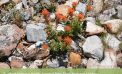 Guided Nature Walk: Arnold Rim Trail Natural History!!