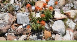Guided Nature Walk: Arnold Rim Trail Natural History!!