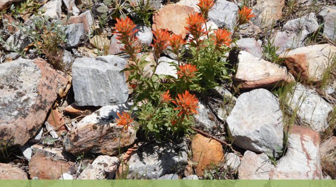 Guided Nature Walk: Arnold Rim Trail Natural History!! Guided Nature Walk: Arnold Rim Trail Natural History!!