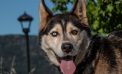 Your Chase Has Ended for Your New Best Friend.  Take Chase Home Today!!