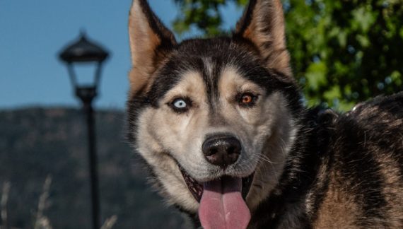 Your Chase Has Ended for Your New Best Friend.  Take Chase Home Today!!