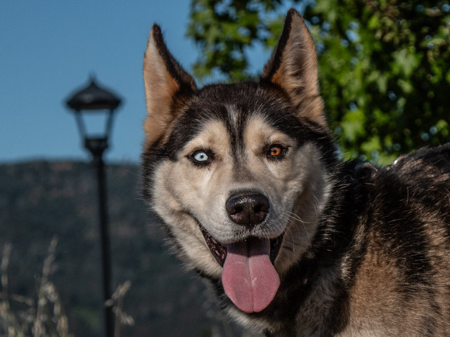 Your Chase Has Ended for Your New Best Friend.  Take Chase Home Today!!