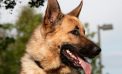 Don’t Shrug, Give Atlas a New Home Today!