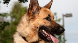 Don’t Shrug, Give Atlas a New Home Today!
