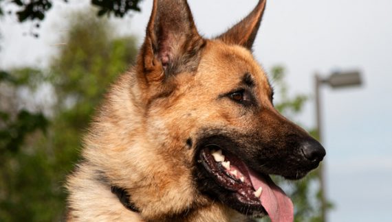 Don’t Shrug, Give Atlas a New Home Today!