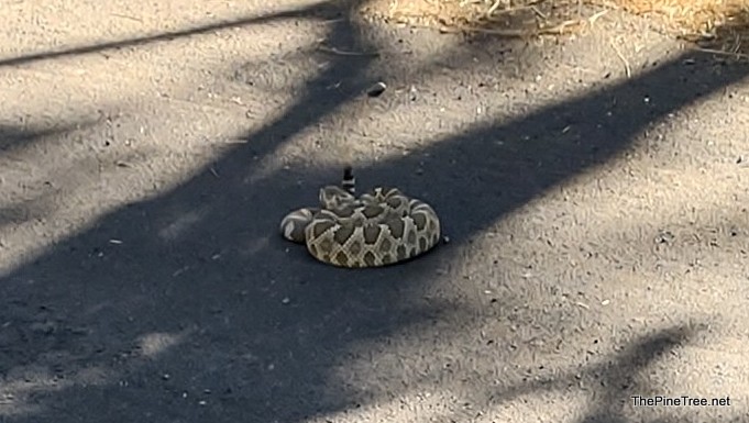 Rattlesnake this Afternoon off Mustang Road in Arnold.  Photo & Video!