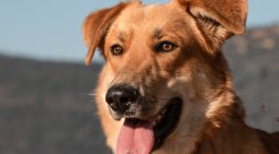 Make Everyday a Sunny Day & Adopt Sunny Today!!