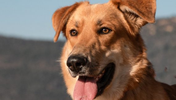 Make Everyday a Sunny Day & Adopt Sunny Today!!