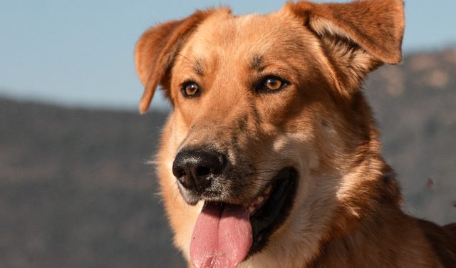 Make Everyday a Sunny Day & Adopt Sunny Today!!