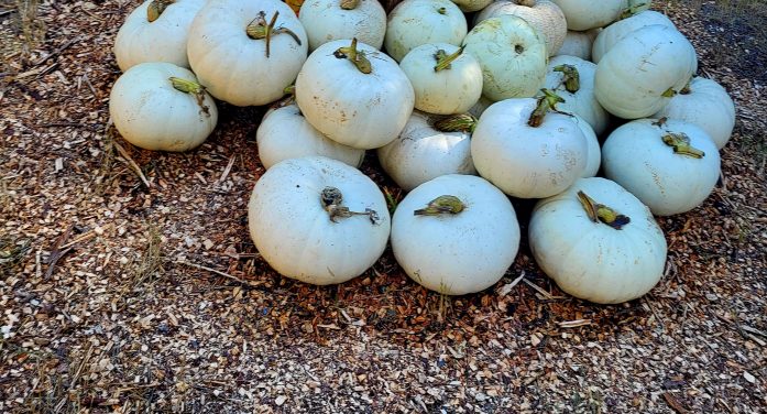 FREE Pumpkins and Cornstalks at Hewn