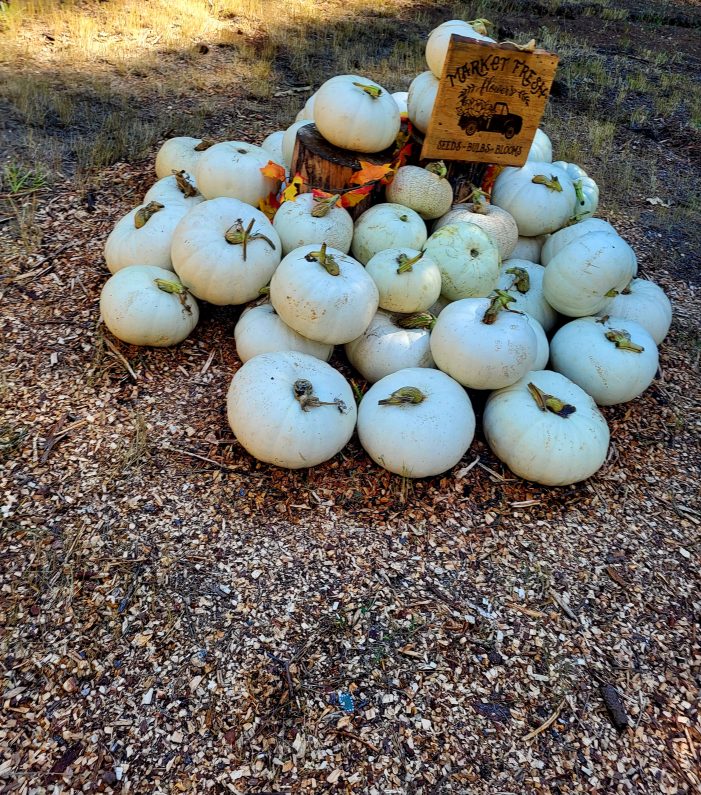 FREE Pumpkins and Cornstalks at Hewn