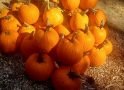 Hewn Pumpkin Stand is Open! All Pumpkins 50% OFF