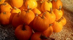 Hewn Pumpkin Stand is Open! All Pumpkins 50% OFF
