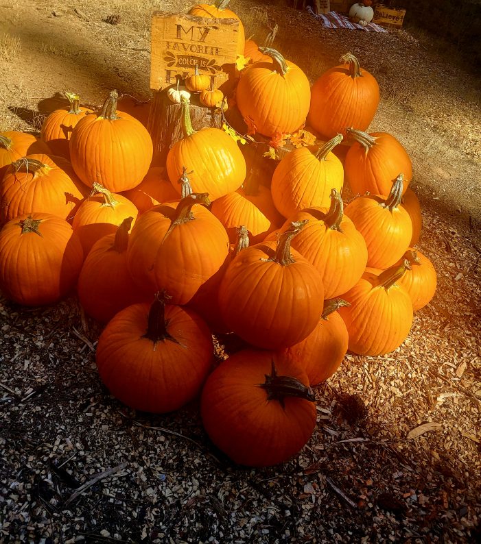 Hewn Pumpkin Stand is Open! All Pumpkins 50% OFF Hewn Pumpkin Stand is Open! All Pumpkins 50% OFF