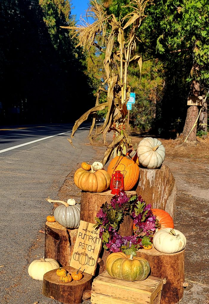 Hewn Pumpkin Stand Has Loads of Pumpkins For Sale and More! Hewn Pumpkin Stand Has Loads of Pumpkins For Sale and More!