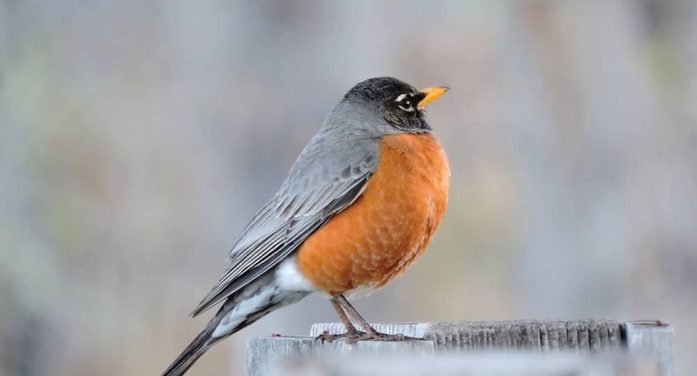 Garle Nordby 1936 ~ 2025