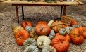 Hewn Pumpkin Stand and Woodshed Pumpkin’s are 50% off starting Wednesday 10/29 Hewn Pumpkin Stand and Woodshed Pumpkin’s are 50% off starting Wednesday 10/29
