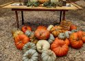 Hewn Pumpkin Stand and Woodshed Pumpkin’s are 50% off starting Wednesday 10/29 Hewn Pumpkin Stand and Woodshed Pumpkin’s are 50% off starting Wednesday 10/29