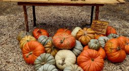 Hewn Pumpkin Stand and Woodshed Pumpkin’s are 50% off starting Wednesday 10/29