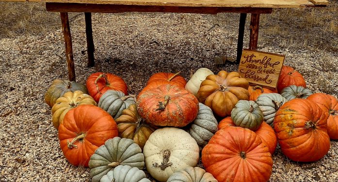 Hewn Pumpkin Stand and Woodshed Pumpkin’s are 50% off starting Wednesday 10/29 Hewn Pumpkin Stand and Woodshed Pumpkin’s are 50% off starting Wednesday 10/29