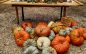 Hewn Pumpkin Stand and Woodshed Pumpkin’s are 50% off starting Wednesday 10/29 Hewn Pumpkin Stand and Woodshed Pumpkin’s are 50% off starting Wednesday 10/29