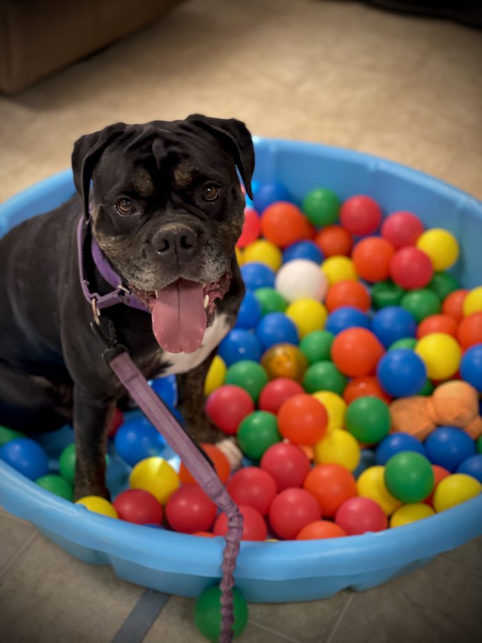 Sweetie Really Should be Your Sweetie for the Holidays!