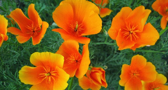 Mrs. Elaine Mary Killam 1954 ~ 2025