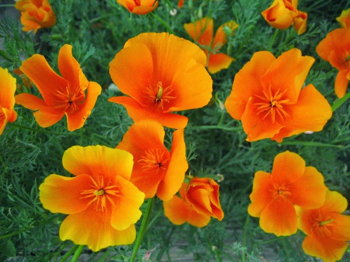 Mrs. Elaine Mary Killam 1954 ~ 2025 Mrs. Elaine Mary Killam 1954 ~ 2025