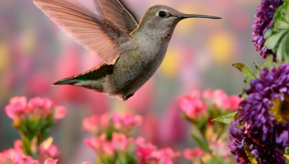 Tonya Lynn Anthony 1950 ~ 2025