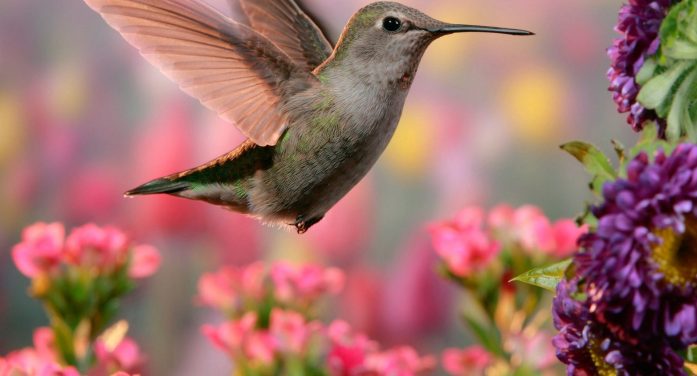 Tonya Lynn Anthony 1950 ~ 2025