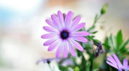 Betty I. Mielak 1930 ~ 2025