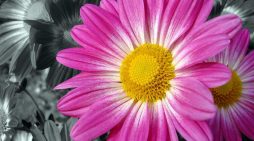 Helen Davis 1956 ~ 2025