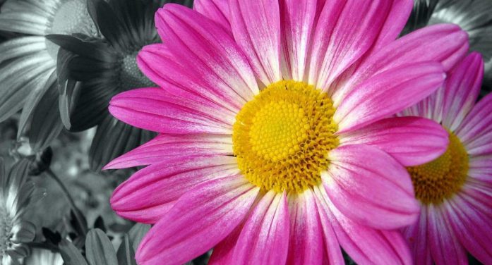 Helen Davis 1956 ~ 2025